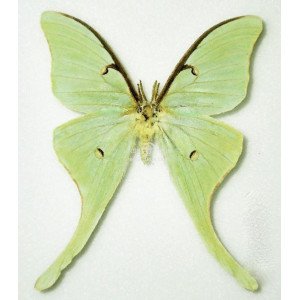 ACTIAS TRUNCATIPENIS